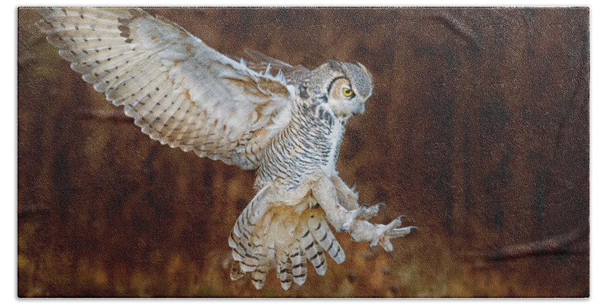 Owl Hand Towel featuring the photograph Great Horned Owl #6 by CR Courson
