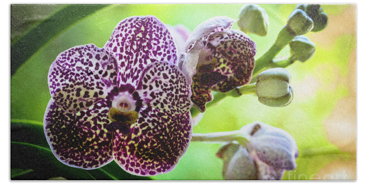 Ascda Kulwadee Fragrance Bath Towel featuring the photograph Spotted Vanda Orchid Flowers #6 by Raul Rodriguez