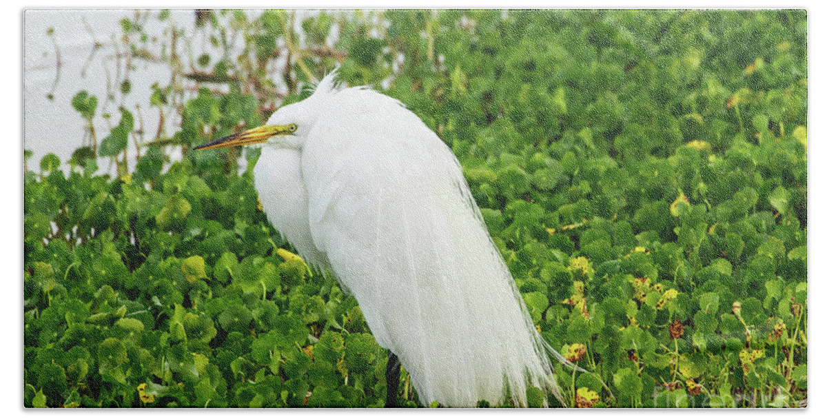 Animal Bath Towel featuring the photograph Great Egret Florida #7 by Ben Graham