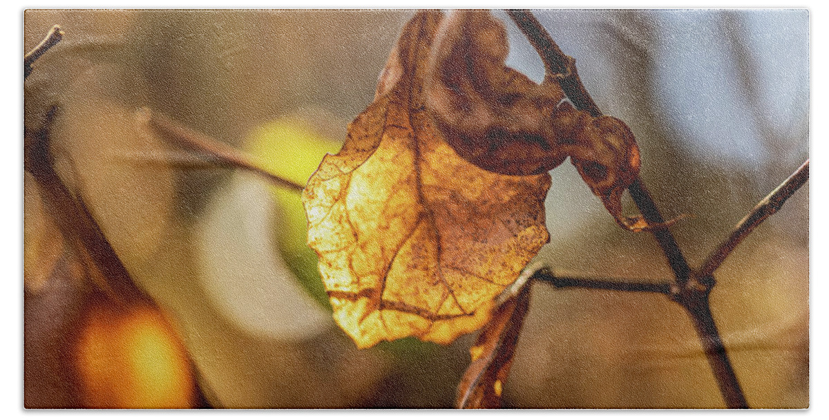 Landscape Bath Towel featuring the photograph Nature Photography - Fall Leaves #7 by Amelia Pearn