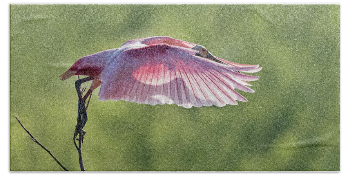 Www.fstop.com Hand Towel featuring the photograph Shadow on my Pink Feathers by Puttaswamy Ravishankar