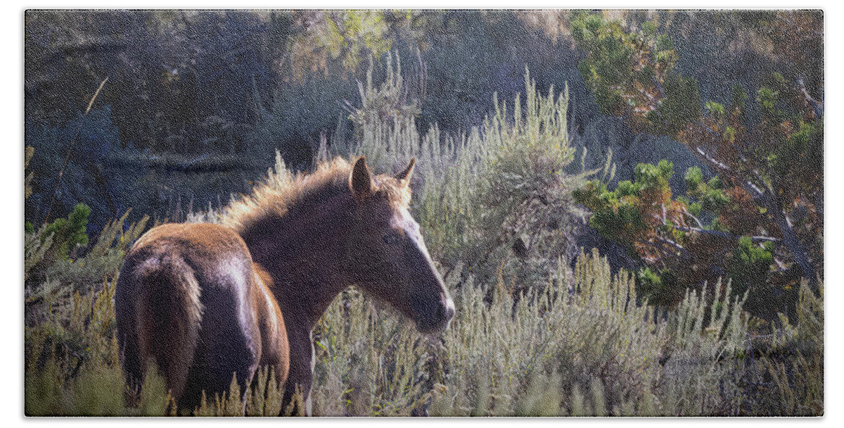 Horse Hand Towel featuring the photograph Wild Horses #7 by Laura Terriere
