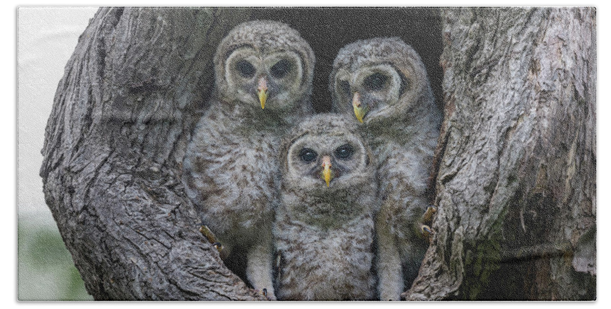 Baby Barred Owls Hand Towel featuring the photograph Adorable Siblings by Puttaswamy Ravishankar