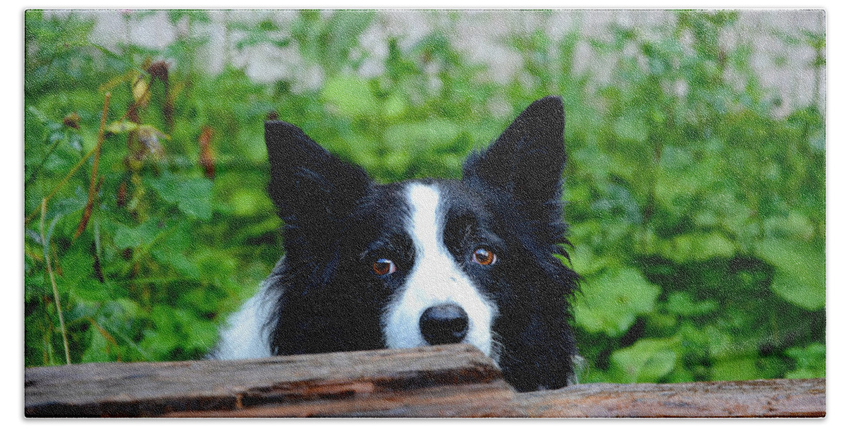 Dog Bath Towel featuring the photograph A border collie is waiting for a task. by Bernhard Schaffer