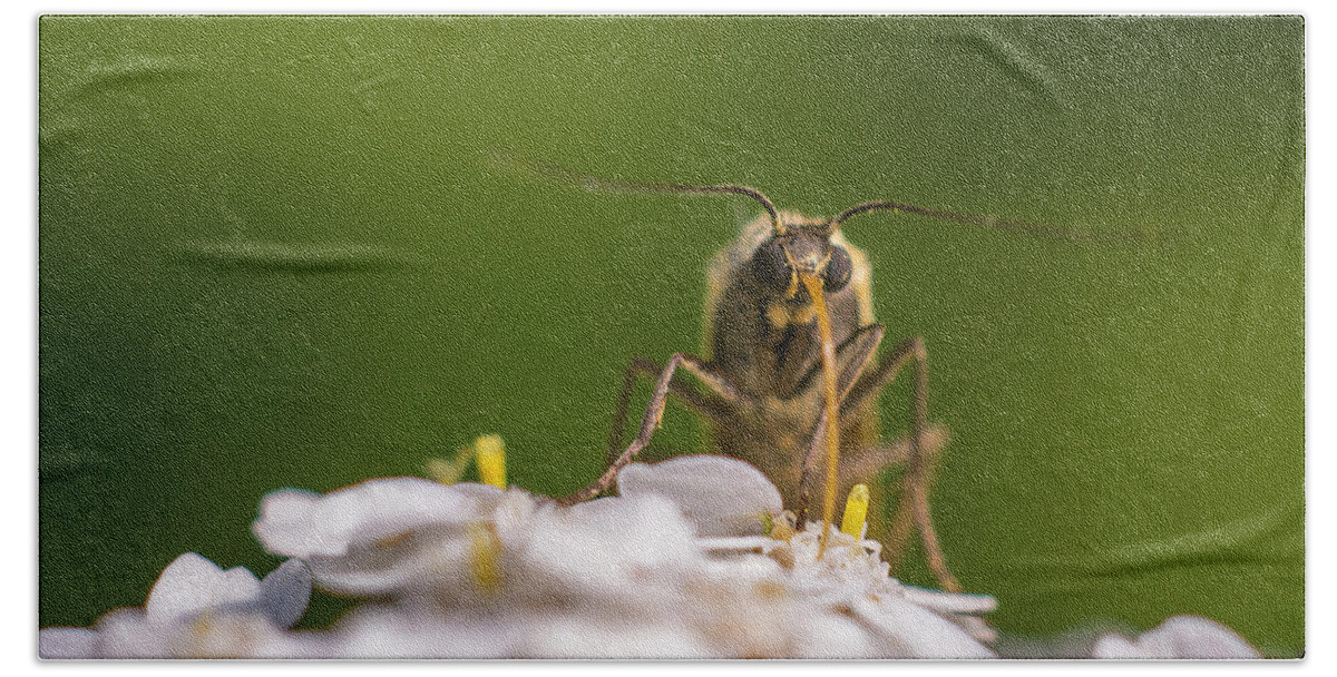 Nature Bath Towel featuring the photograph A brown bug enjoying flower nectar by Maria Dimitrova