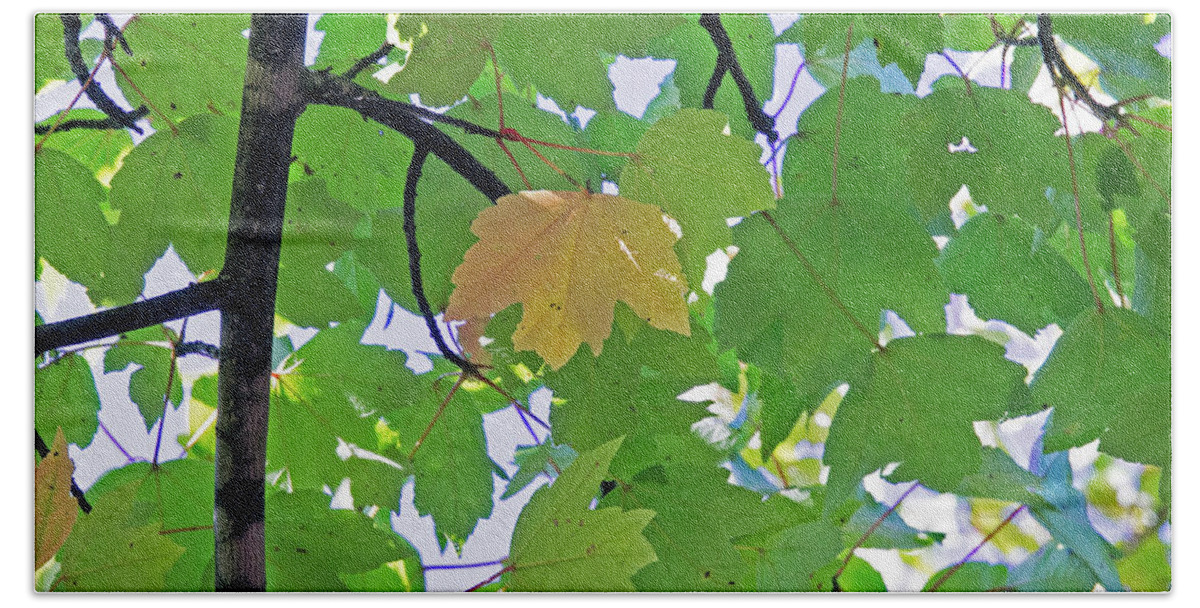 Background Bath Towel featuring the photograph A Canopy Of Leaves by David Desautel