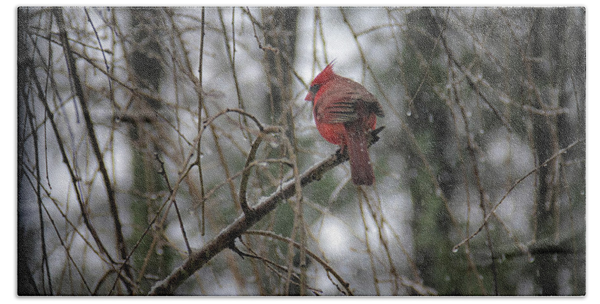 Bird Hand Towel featuring the photograph A Cardinal in Winter by Laura Roberts