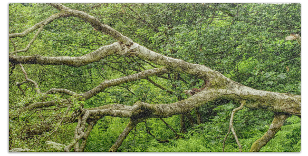 Digital Art Hand Towel featuring the photograph A fallen tree in Hopwood Woods Nature Reserve Manchester UK by Pics By Tony