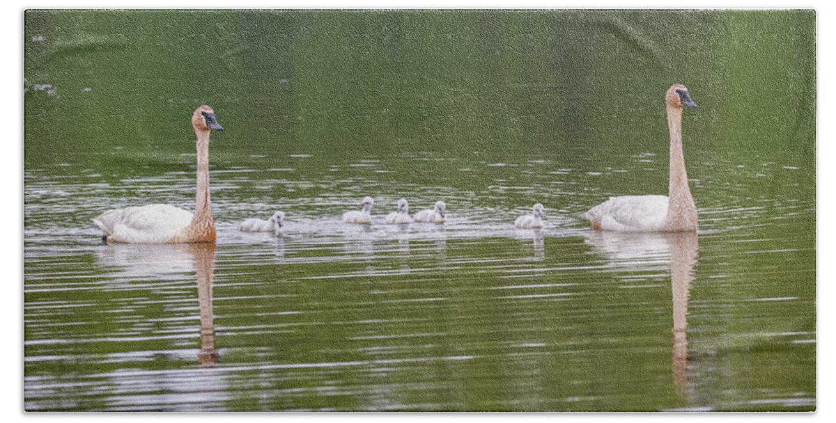 Trumpeter Swan Bath Towel featuring the photograph A Family Of Trumpeter Swans by Dale Kincaid