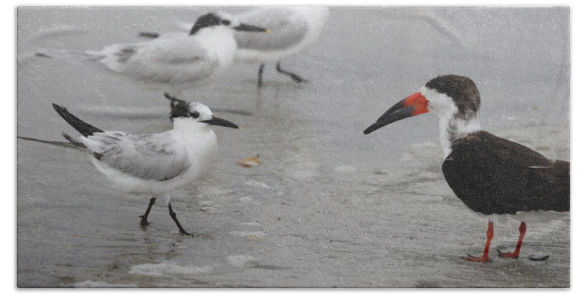 Terns Bath Towel featuring the photograph A Friendly Encounter by Mingming Jiang