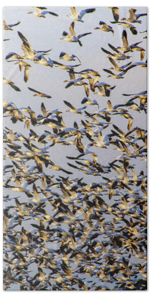 Snow Geese Hand Towel featuring the photograph A Gregarious Gaggle of Snow Geese in Mount Vernon by Sea Change Vibes