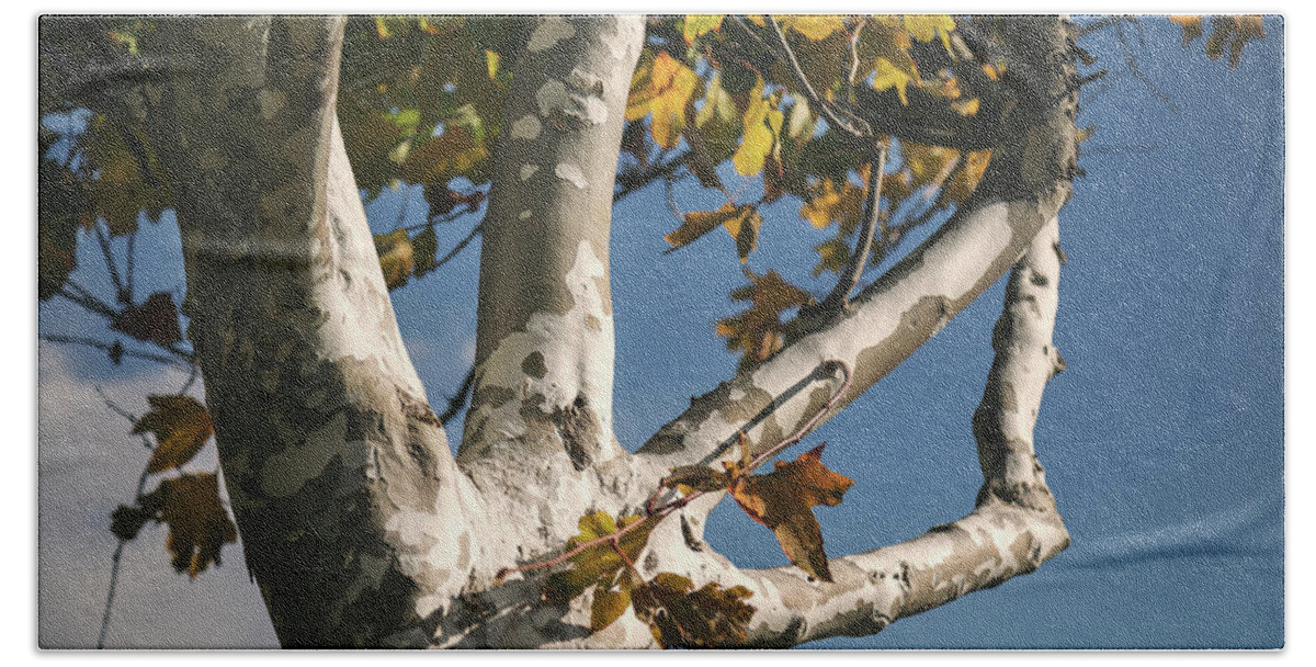 Trees Bath Towel featuring the photograph A Gentle Fall Breeze by Laurie Search