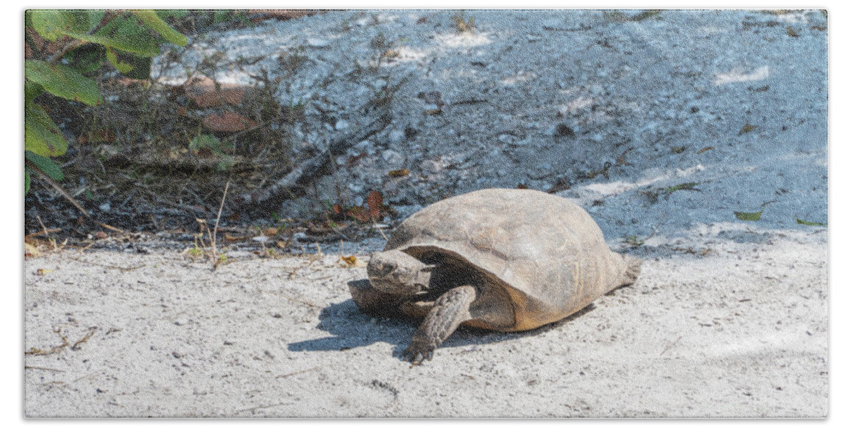 Florida Bath Towel featuring the photograph A Gopher Tortoise roams from its mound at Lovers Key State Park by William Kuta