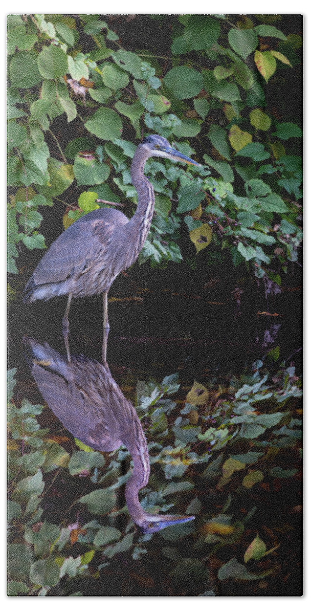 Bronx River Bath Towel featuring the photograph A Great Blue Heron and Its reflection in the Bronx River by Kevin Suttlehan