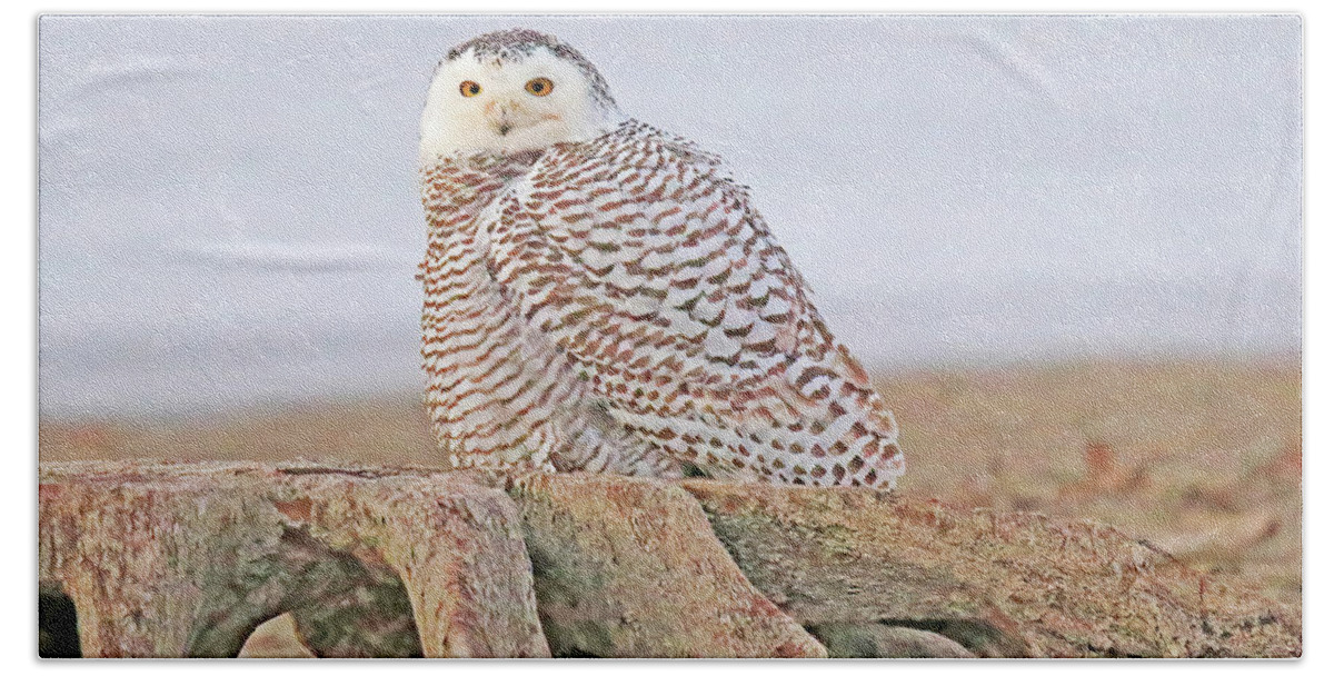 Snowy Owl Bath Towel featuring the photograph A Juvenile Female Snowy Owl Perched on a Tree Stump by Shixing Wen