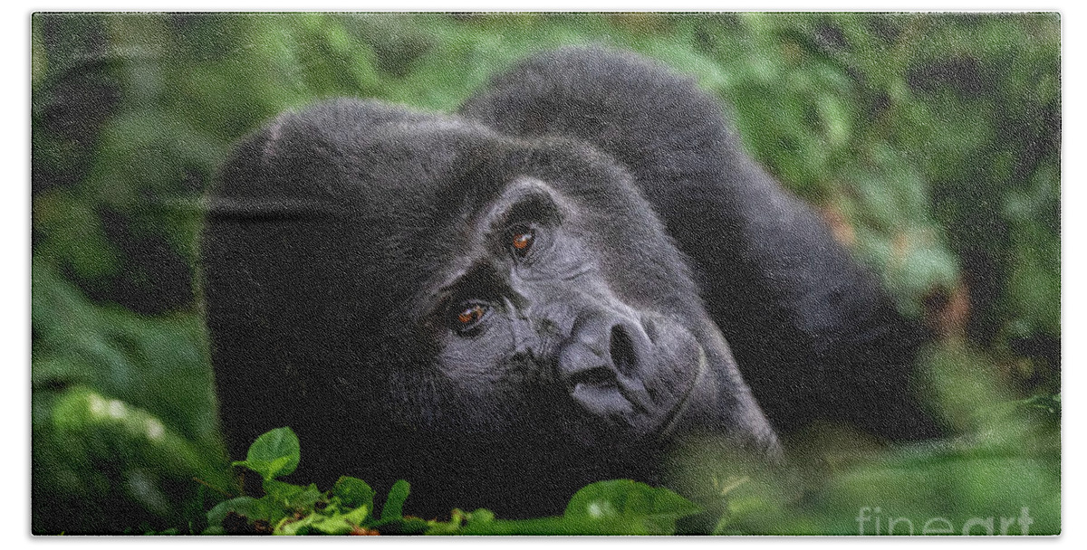 Mountain Gorilla Bath Towel featuring the photograph A large silverback mountain gorilla, gorilla beringei beringei, lies in the undergrowth of the Bwindi Impenetrable forest, Uganda. by Jane Rix