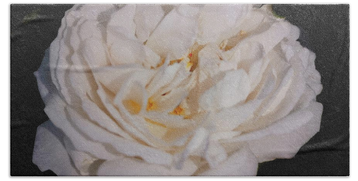 Rose Hand Towel featuring the photograph A Life Of One English Rose by Leonida Arte