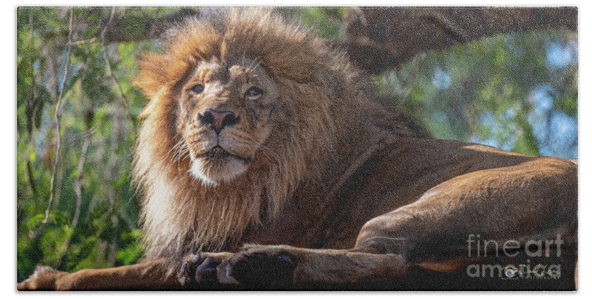 David Levin Photography Hand Towel featuring the photograph A Lounging Lion by David Levin