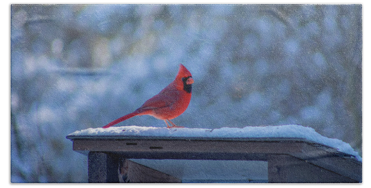 Cardinal Bath Towel featuring the photograph A male cardinal sitting in the depth of winter... by Jay Smith