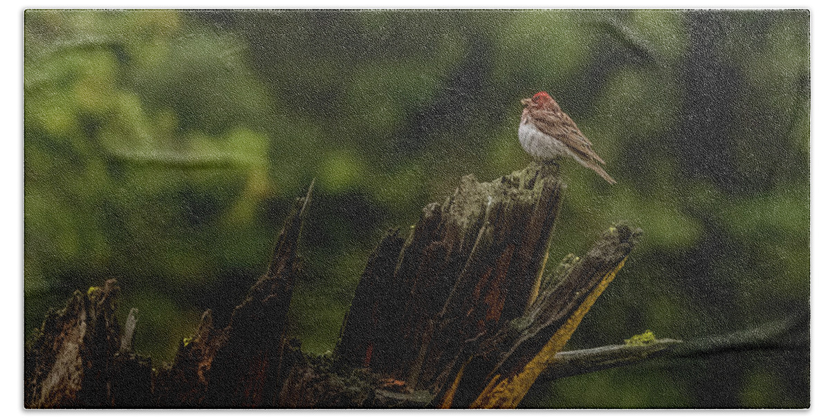Bird Bath Towel featuring the photograph A Male Purple Finch In Spring by Yeates Photography
