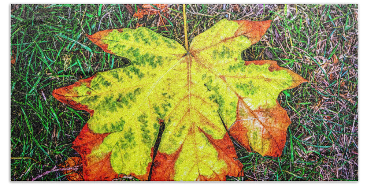 Jon Burch Hand Towel featuring the photograph A New Leaf by Jon Burch Photography