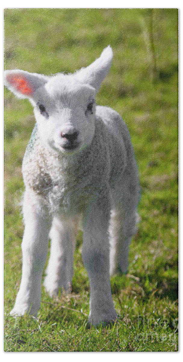 Uk Bath Towel featuring the photograph A Newborn Lamb, Carleton-In-Craven by Tom Holmes Photography