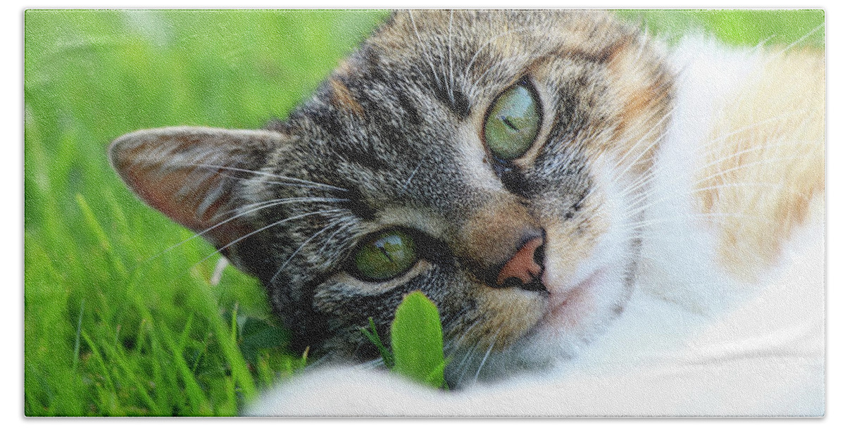 Golden Hour Bath Towel featuring the photograph A part of body of domestic cat lying in grass and looking on camera in right moment by Vaclav Sonnek