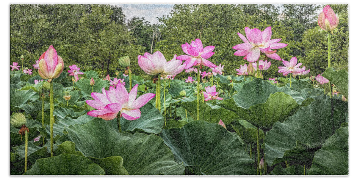 Lotus Flowers Hand Towel featuring the photograph A Pond With Lotus Flowers by Elvira Peretsman