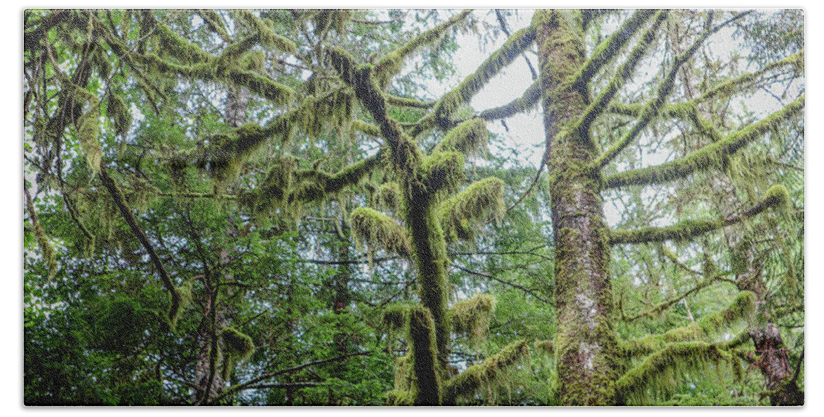Alaska Hand Towel featuring the photograph A Saxman Hardwood Forest by Ed Williams