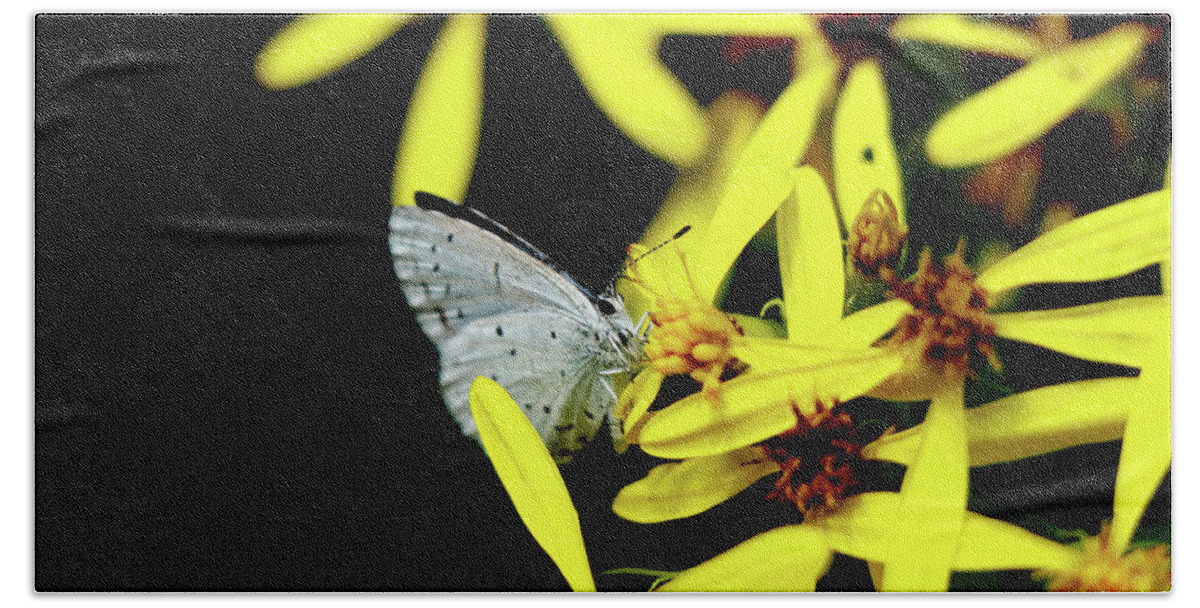 Celastrina Argiolus Hand Towel featuring the photograph Butterfly Holly blue on yellow flower by Vaclav Sonnek