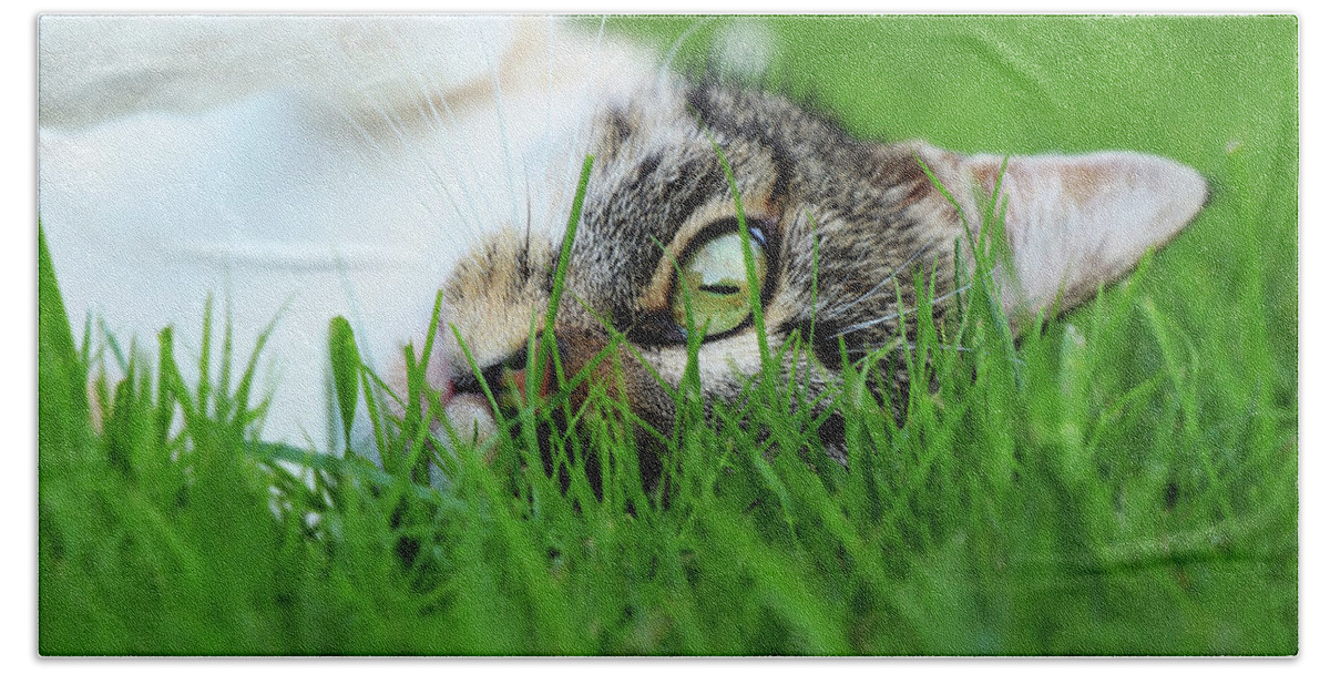 Domestic Cat Bath Towel featuring the photograph Tabby kitten lying in grass by Vaclav Sonnek