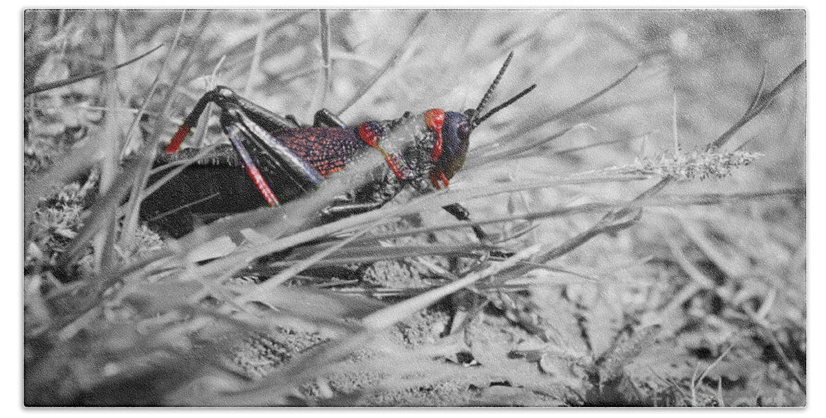 Koppie Foam Grasshopper Hand Towel featuring the photograph A Touch Of Red by Eva Lechner