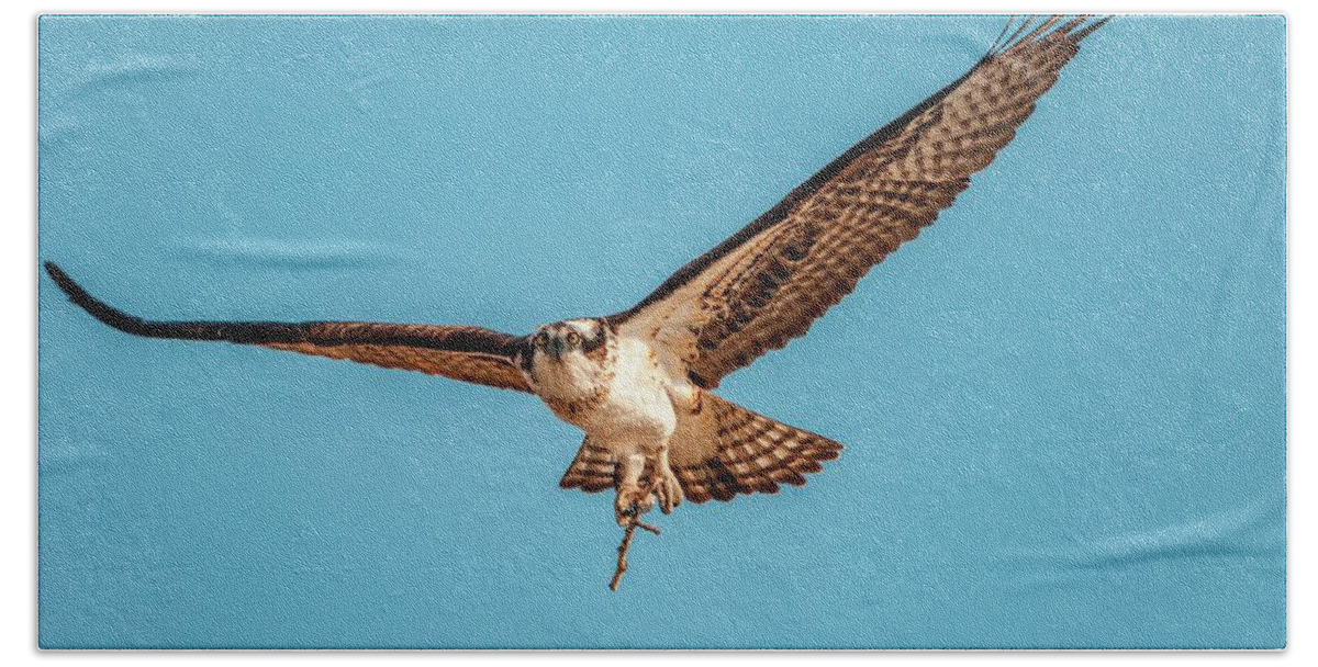 Osprey Hand Towel featuring the photograph A Twig For The Nest by Pamela Dunn-Parrish