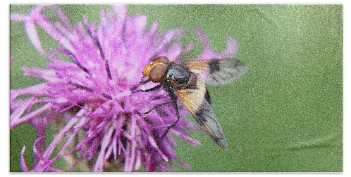 Volucella Pellucens Bath Towel featuring the photograph A Volucella pellucens pollinating red clover by Vaclav Sonnek
