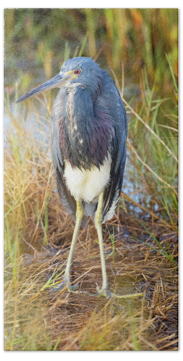 R5-2607 Bath Towel featuring the photograph A young blue heron by Gordon Elwell
