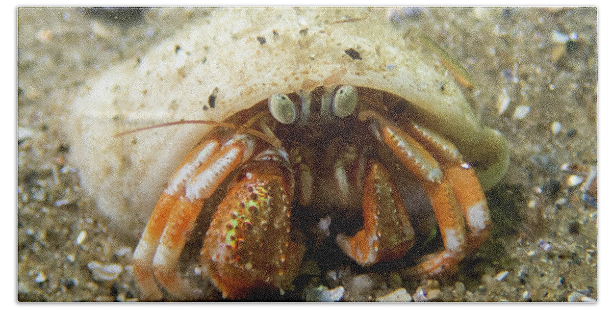 Crab Hand Towel featuring the photograph Acadian Hermit Crab by Brian Weber