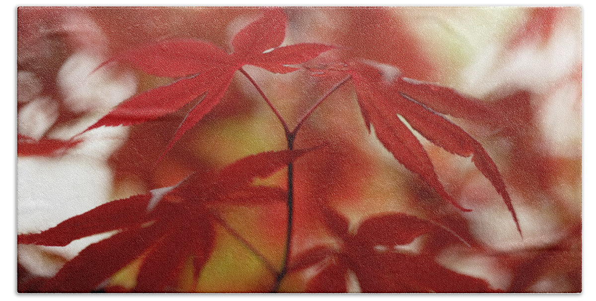 Acer Hand Towel featuring the photograph Acer leaves by Average Images