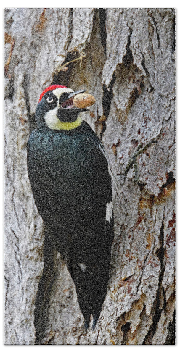  Melanerpes Formicivorus Hand Towel featuring the photograph Acorn Woodpecker - Melanerpes formicivorus by Amazing Action Photo Video