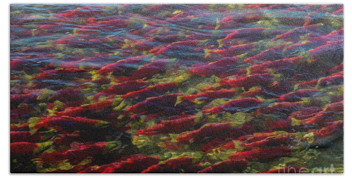 Adams River Bath Towel featuring the photograph Adams River Sockeye Migrating Upstream by Nancy Gleason