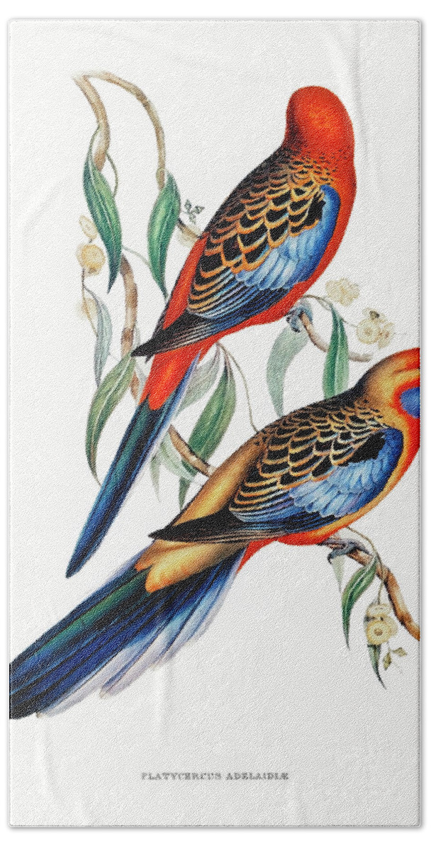 Painting Hand Towel featuring the drawing Adelaide Parakeet by Elizabeth Gould