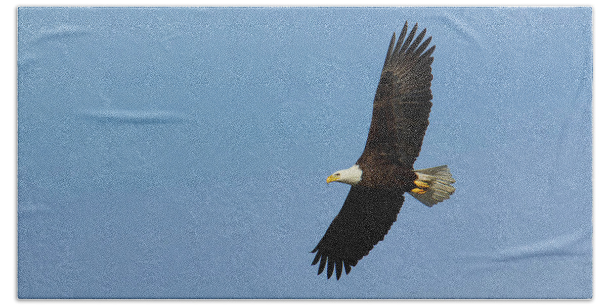 Adult Hand Towel featuring the photograph Adult bald eagle soars overhead by Charles Floyd