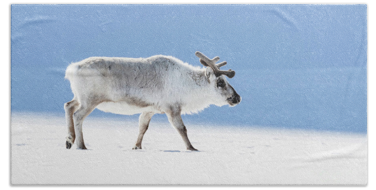 Adult Bath Towel featuring the photograph Adult reindeer, side profile, Svalbard by Jane Rix