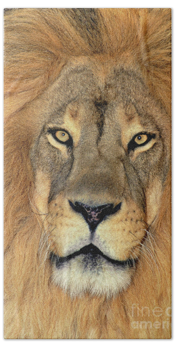 African Lion Bath Towel featuring the photograph African Lion Portrait Wildlife Rescue by Dave Welling