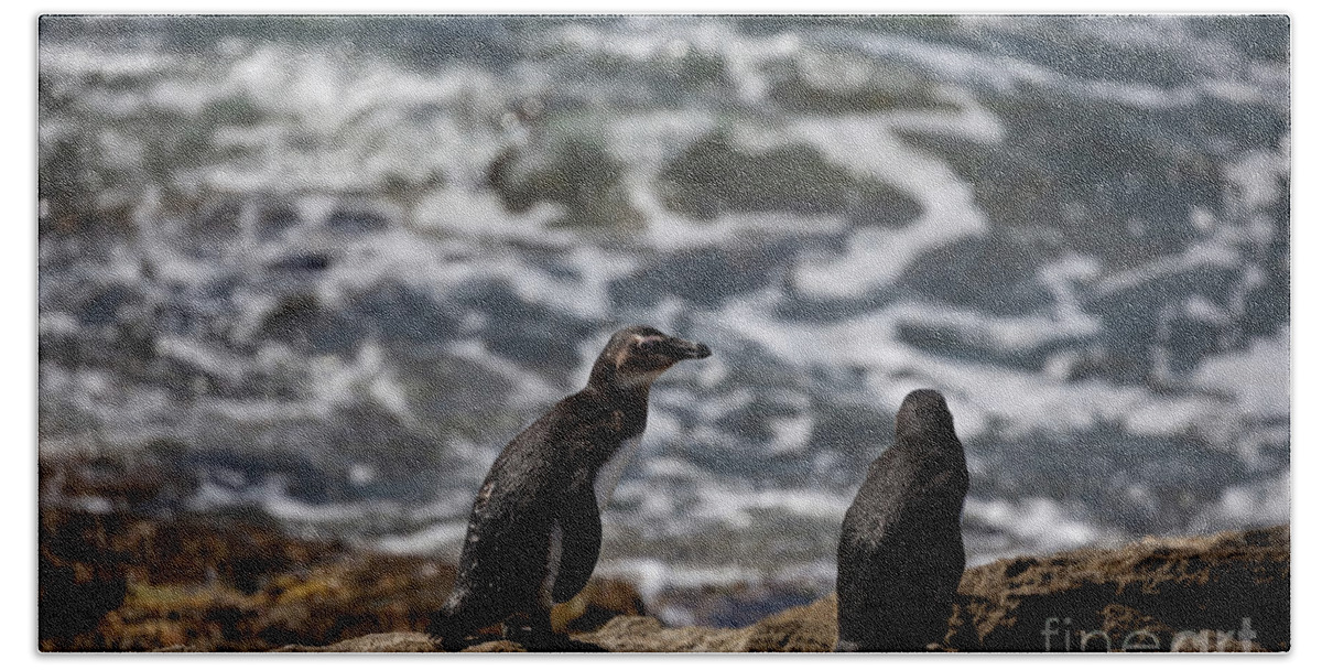 African Penguin Hand Towel featuring the photograph African Penguins at Stony Point by Eva Lechner