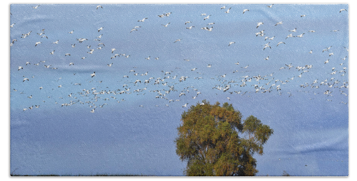 Geese Bath Towel featuring the photograph Afternoon Flight by Alan C Wade