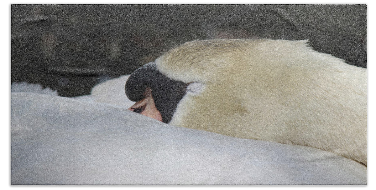 Swan Bath Towel featuring the photograph Afternoon Nap by Michele Caporaso