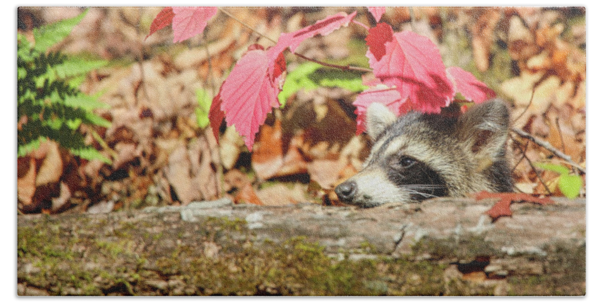 Raccoon Bath Towel featuring the photograph Ah...The Warmth Of A Fall Day by Scott Burd