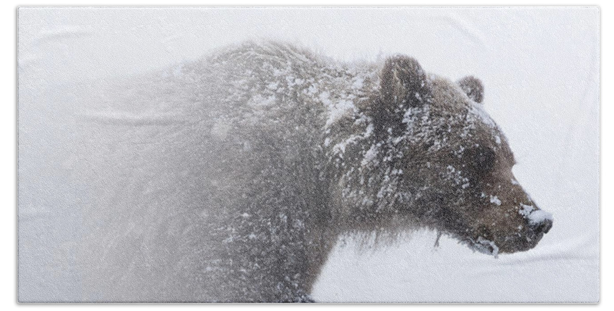 Snow Bath Towel featuring the photograph Alaska - grizzly bear in Denali national park by Olivier Parent