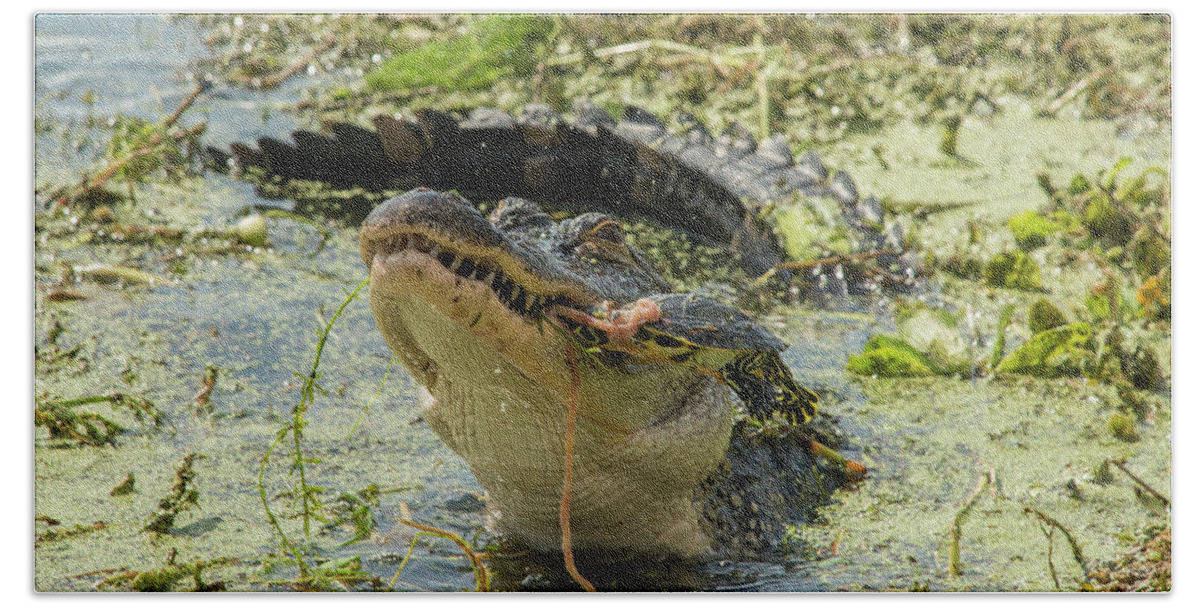 Alligator Bath Towel featuring the photograph Alligator Eating Turtle by Carolyn Hutchins