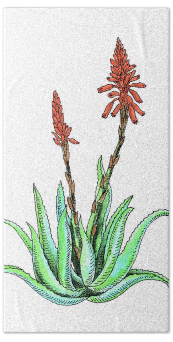 Aloe Vera Bath Towel featuring the painting Aloe Vera Plant With Flowers Watercolor Botanical Asphodelaceae by Irina Sztukowski
